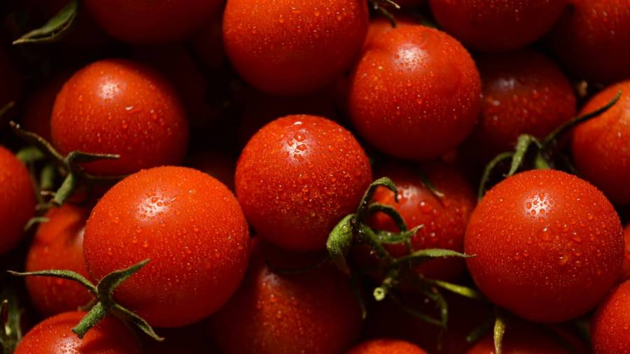 Higiene Industrial na Transformação do Tomate